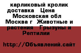 карликовый кролик доставка › Цена ­ 500 - Московская обл., Москва г. Животные и растения » Грызуны и Рептилии   